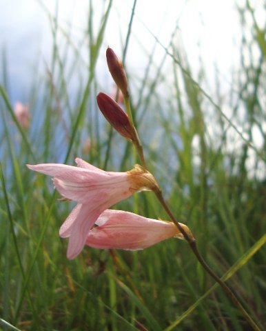 Tritonia disticha